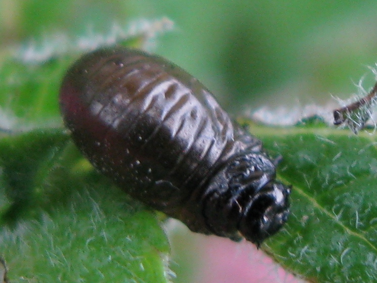 larva di Chrysomelidae: Timarcha
